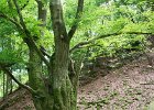 2016 07- D8H6252 : Besök i Växjö, Skåne, Söderåsens Nationalpark